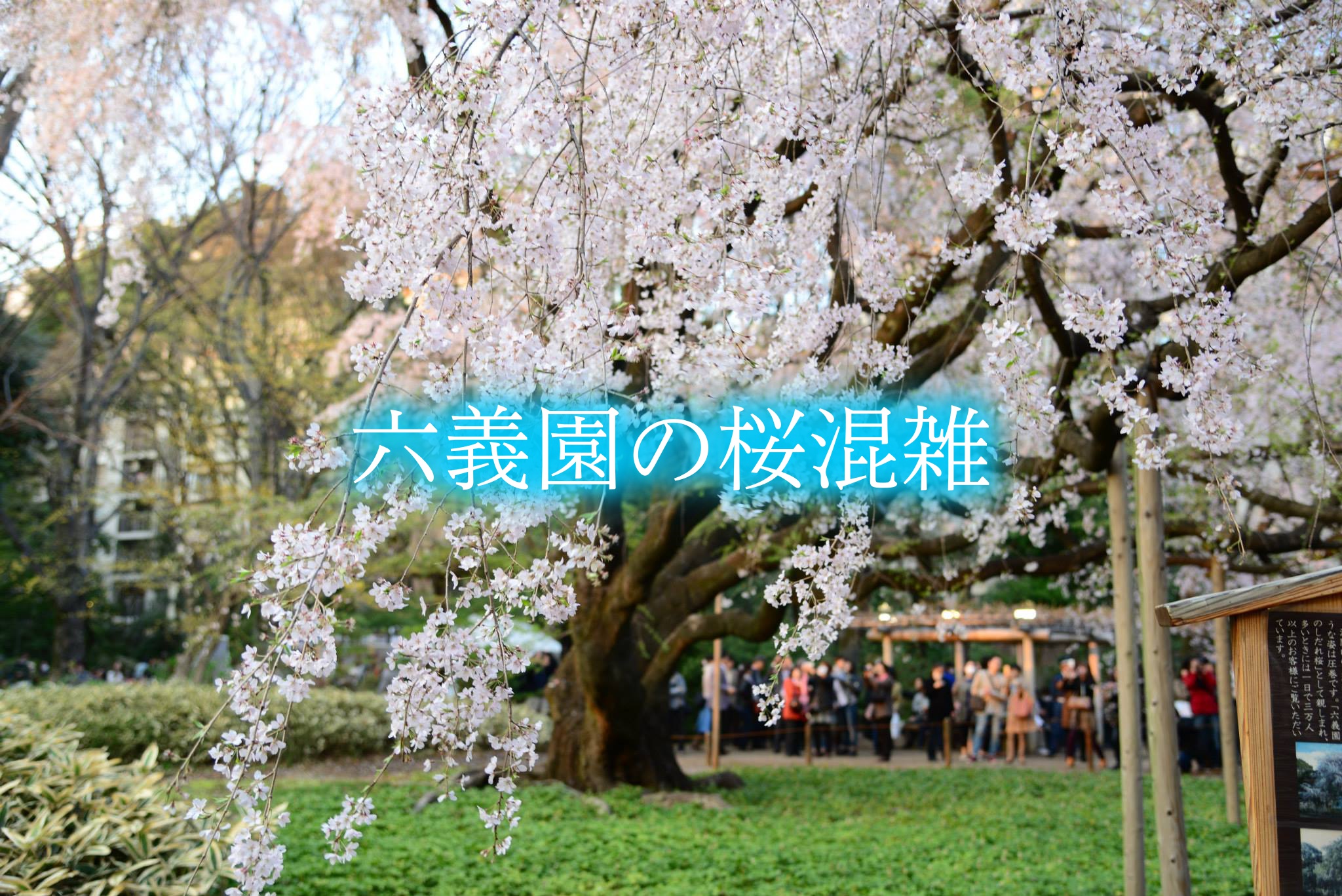 六義園　桜　混雑